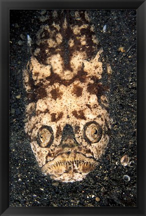 Framed Indonesia, Stargazer (Uranoscopidae sulphureus) Print