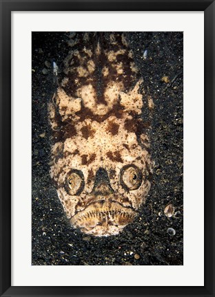 Framed Indonesia, Stargazer (Uranoscopidae sulphureus) Print