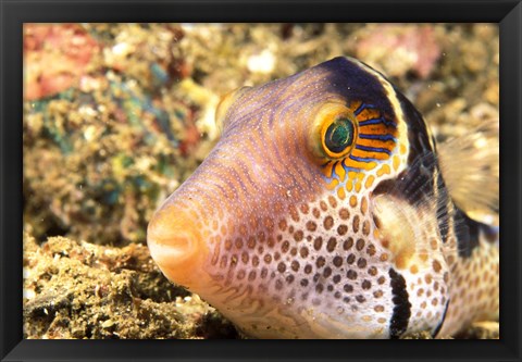 Framed Sharpnose Puffer, Indonesia Print