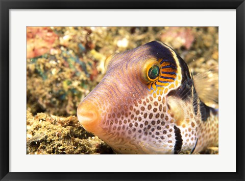 Framed Sharpnose Puffer, Indonesia Print