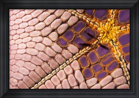 Framed Shrimp on Cushion Star, Indonesia Print