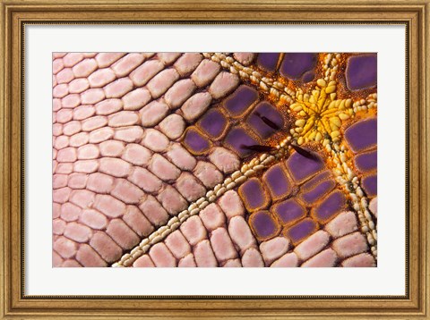 Framed Shrimp on Cushion Star, Indonesia Print