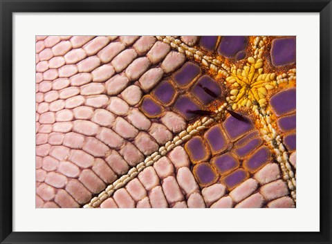 Framed Shrimp on Cushion Star, Indonesia Print