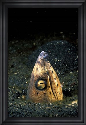 Framed Blackfin Snake Eel with cleaner shrimp, North Sulawesi, Indonesia Print