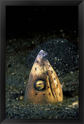 Framed Blackfin Snake Eel with cleaner shrimp, North Sulawesi, Indonesia Print