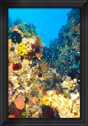 Framed Healthy Reef, Komodo, Indonesia Print