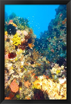 Framed Healthy Reef, Komodo, Indonesia Print