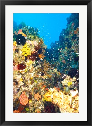 Framed Healthy Reef, Komodo, Indonesia Print