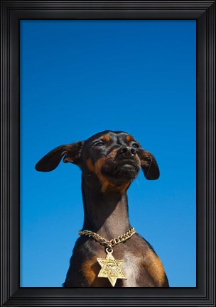 Framed Israel, Tel Aviv, Dog, Jewish Star of David medallion Print