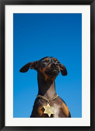 Framed Israel, Tel Aviv, Dog, Jewish Star of David medallion Print