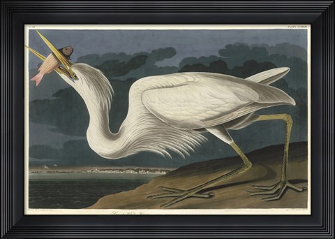 Framed Great White Heron Print