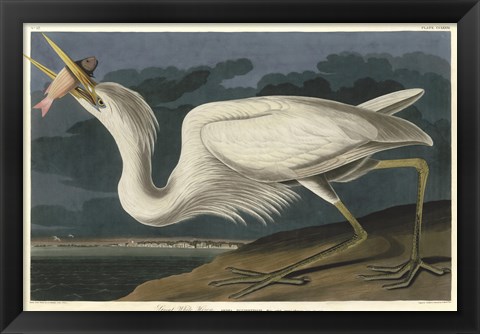 Framed Great White Heron Print