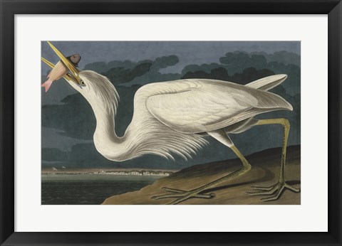 Framed Great White Heron Print