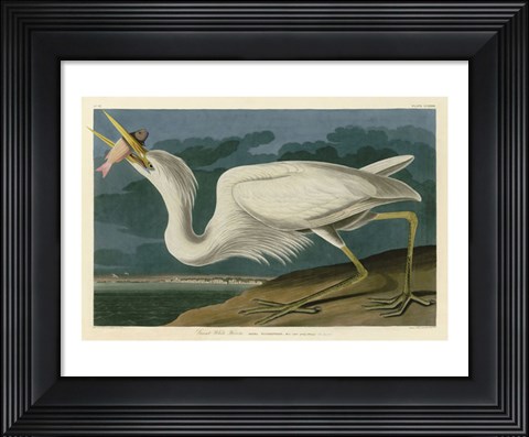 Framed Great White Heron Print