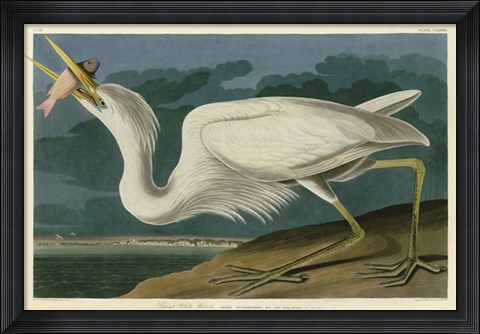 Framed Great White Heron Print
