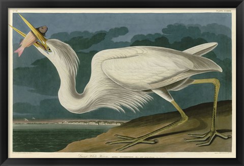 Framed Great White Heron Print