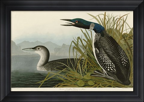 Framed Great Northern Diver or Loon Print