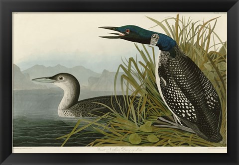 Framed Great Northern Diver or Loon Print