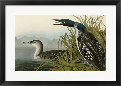 Framed Great Northern Diver or Loon Print