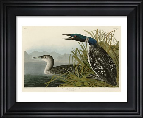 Framed Great Northern Diver or Loon Print