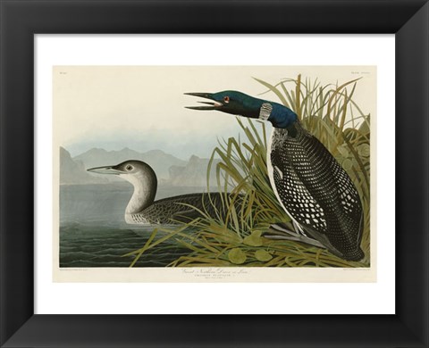 Framed Great Northern Diver or Loon Print