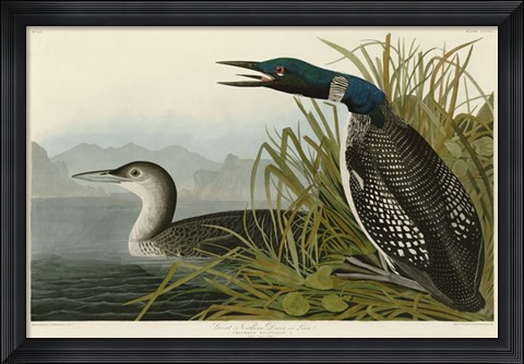 Framed Great Northern Diver or Loon Print