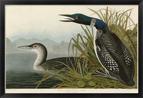 Framed Great Northern Diver or Loon Print