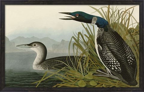 Framed Great Northern Diver or Loon Print