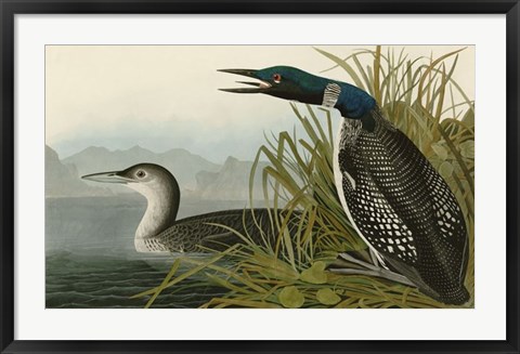 Framed Great Northern Diver or Loon Print