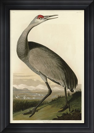 Framed Hooping Crane Print