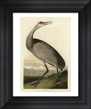 Framed Hooping Crane Print
