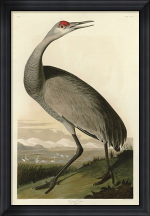 Framed Hooping Crane Print