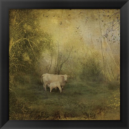 Framed Tendre Charolais Print