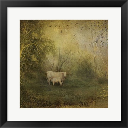 Framed Tendre Charolais Print