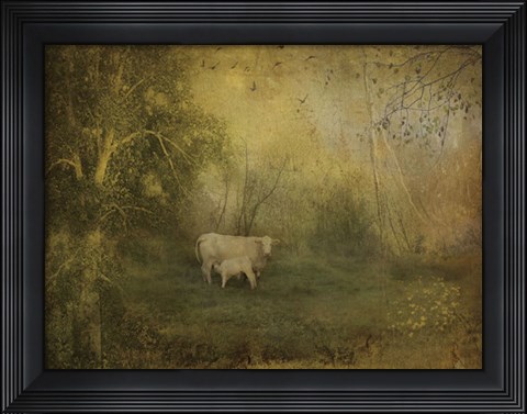 Framed Tendre Charolais Print