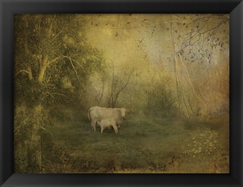 Framed Tendre Charolais Print