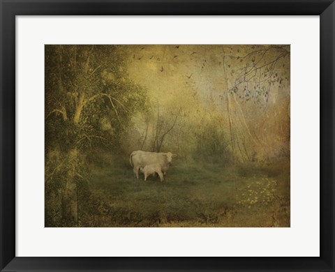 Framed Tendre Charolais Print