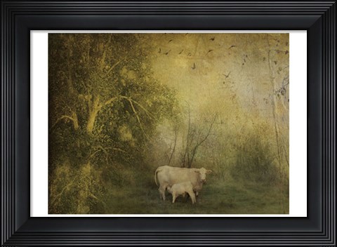 Framed Tendre Charolais Print
