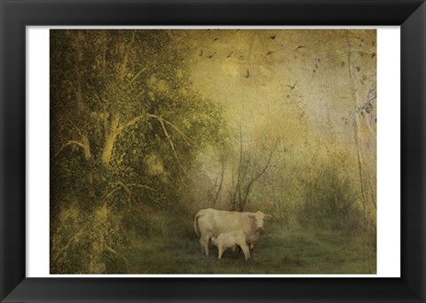 Framed Tendre Charolais Print