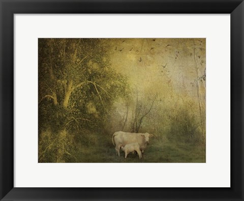 Framed Tendre Charolais Print