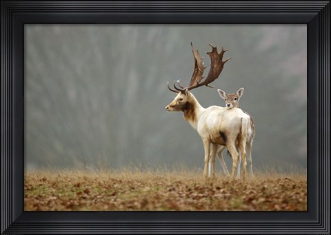 Framed Fallow Love Print