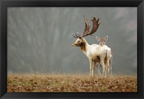 Framed Fallow Love Print