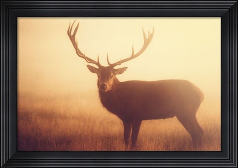 Framed Yellow Print