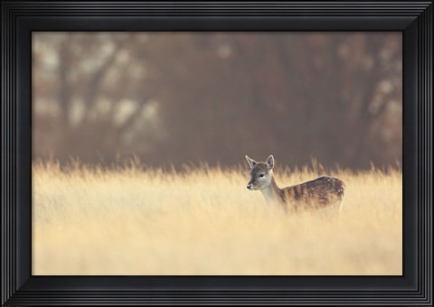 Framed Small One Print