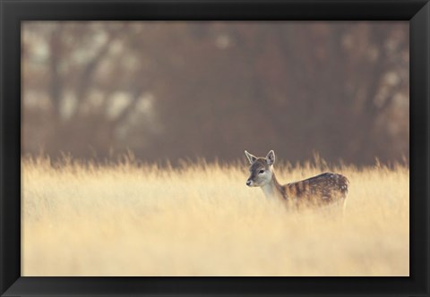 Framed Small One Print