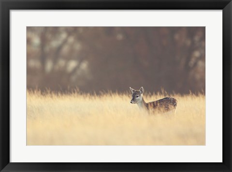 Framed Small One Print