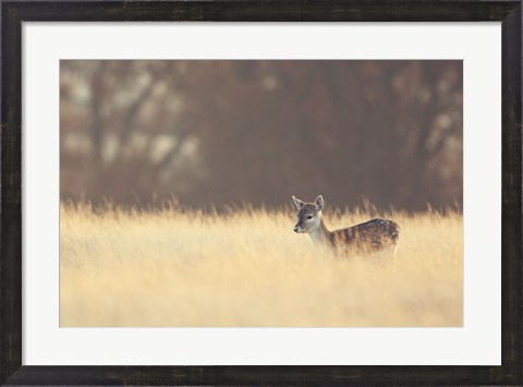 Framed Small One Print