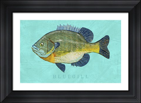 Framed Bluegill Print