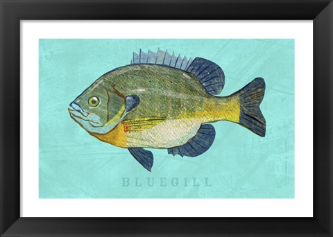 Framed Bluegill Print