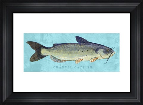 Framed Channel Catfish Print